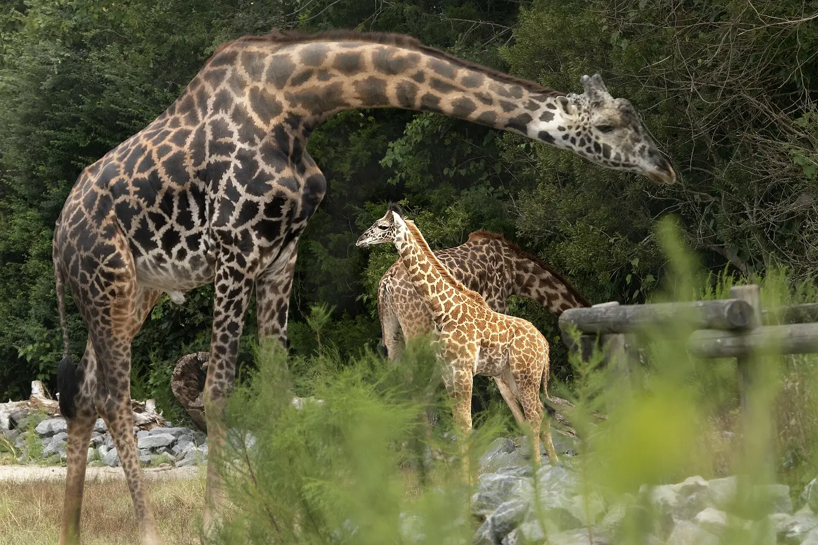 Giraffes in their yard at the Virginia Zoo in Norfolk, one of the busiest family stops of spring break.