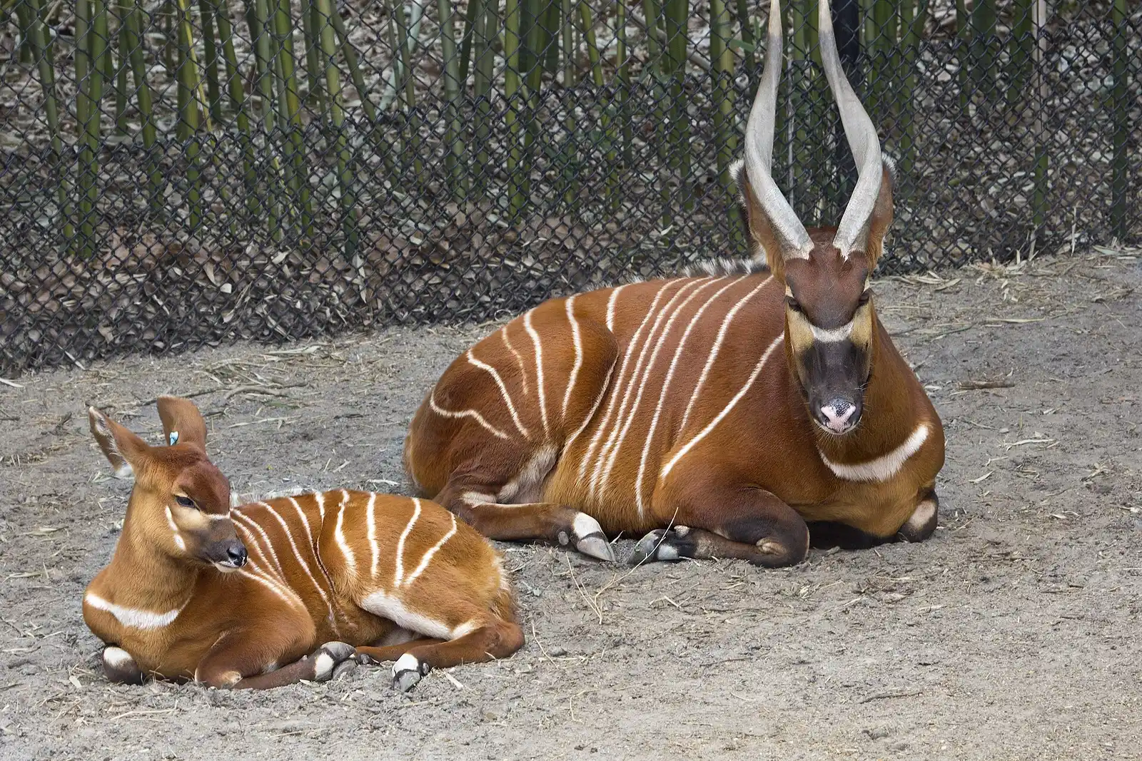 A bongo antelope in its habitat at the Virginia Zoo in Norfolk, which holds resident discount days over Thanksgiving weekend.