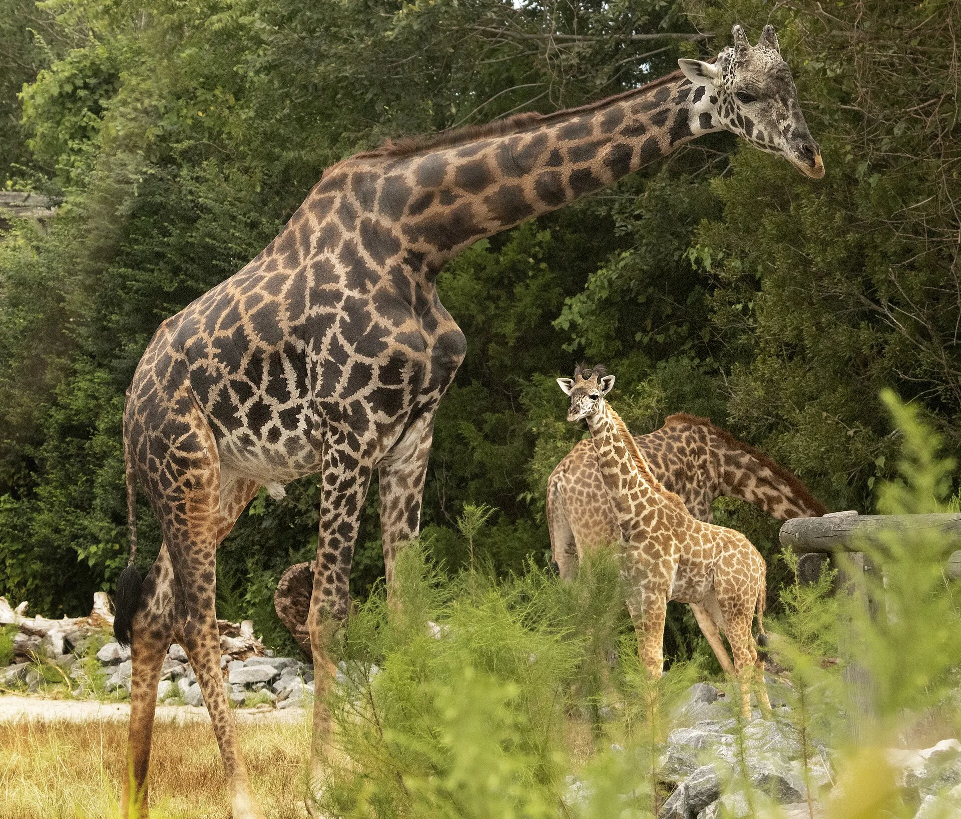 Giraffes at the Virginia Zoo in Norfolk.